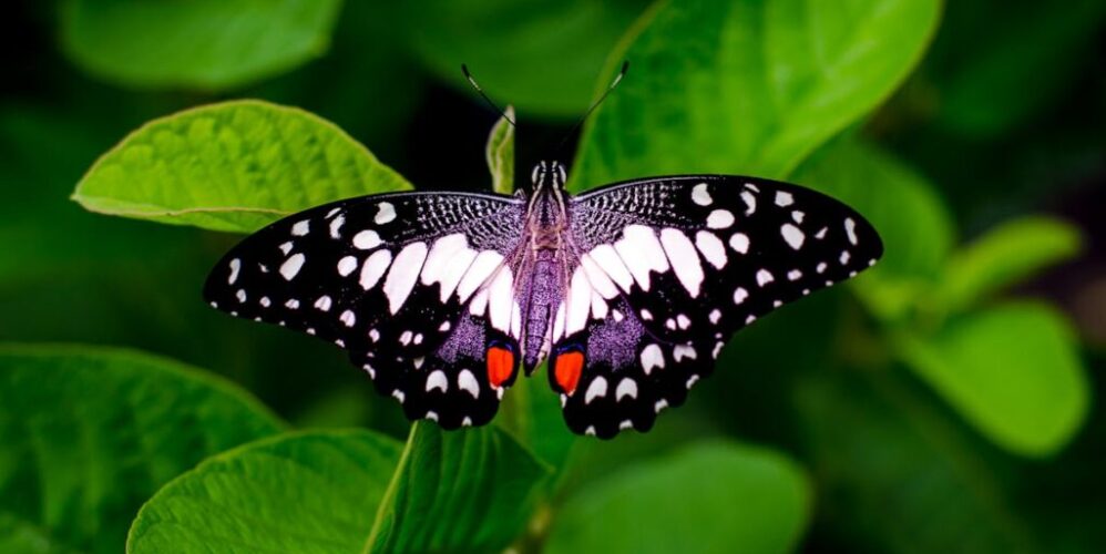 Butterfly and Moth